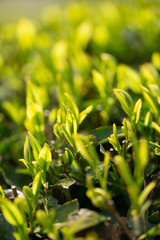 お茶の葉