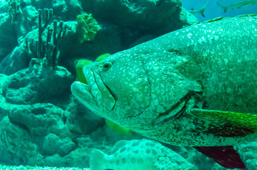 Large Fish