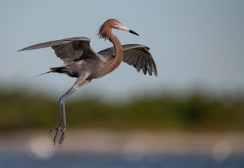 Reddish Egret in Florida  © Harry Collins