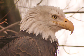 Bald Eagle Portrait (eye to eye)