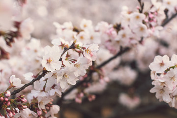 Beautiful cherry blossom or sakura background. Spring in Japan concept. Many flowers.