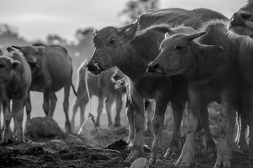 The black and white background of animals (buffalo herds) that walk, run in the fields, are blurred by movement, live together in groups and use for agriculture, rice farming in Thailand.