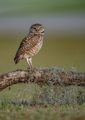 Fototapeta premium Burrowing Owl in Florida 
