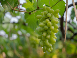Vine and bunch of green grapes at a vineyard. clusters of green grapes on a branch 