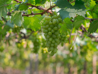 Vine and bunch of green grapes at a vineyard. clusters of green grapes on a branch 