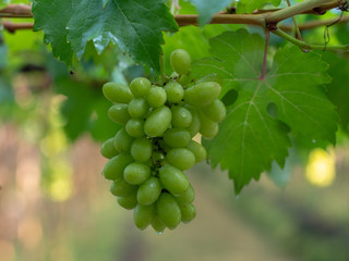 Vine and bunch of green grapes at a vineyard. clusters of green grapes on a branch 