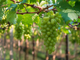 Fototapeta premium Vine and bunch of green grapes at a vineyard. clusters of green grapes on a branch 