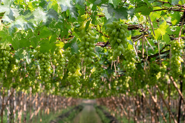 Fototapeta na wymiar Vine and bunch of green grapes at a vineyard. clusters of green grapes on a branch 