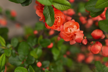 Small red plum flowers and leaves.