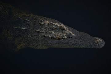 American Crocodile