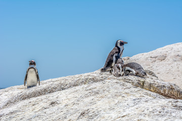 Penguins At Boulders