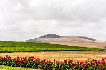 Winelands Landscape Cape Town