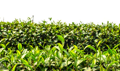 Tea Plantation