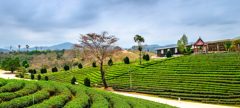 Tea Plantation
