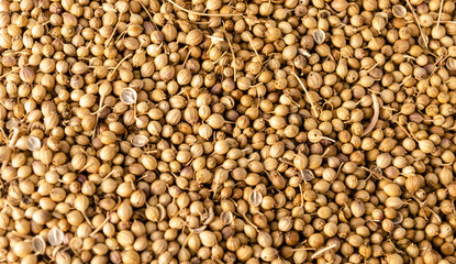 Coriander Seeds