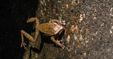Little Frog