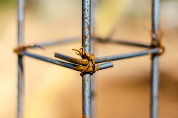 Metal Column Frame