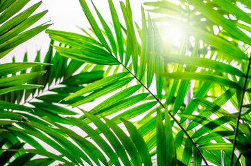 Sun Through Palms
