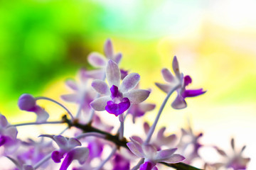 Obraz na płótnie Canvas purple flowers