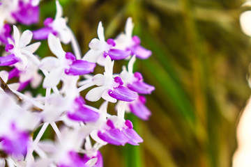  Purple orchid