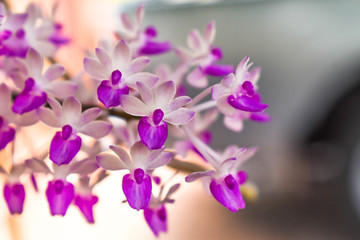 Obraz na płótnie Canvas Purple orchid