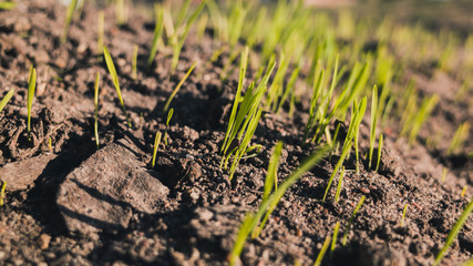 young plant in soil
