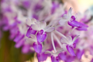 Fototapeta na wymiar closeup of lilac flowers