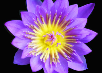 Obraz premium purple water lily