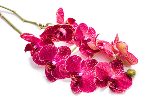 Orchids. Flowers Red orchids. Flowering branch. isolate on white background