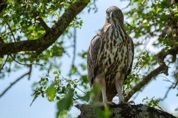 Crested Serpent Eagle (Spilornis cheela), Yala National Park, Sri Lanka	