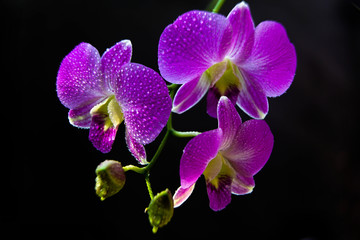 Blossoming branch of purple moth orchids flower isolated on black background