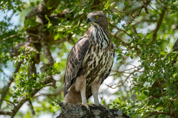 Crested Serpent Eagle (Spilornis cheela), Yala National Park, Sri Lanka	