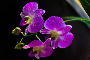 Blossoming branch of purple moth orchids flower isolated on black background