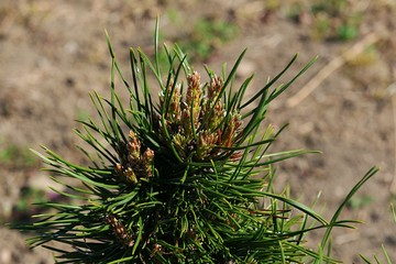 Naklejka na ściany i meble Branch tip of coniferous tree Dwar Mountain Pine, latin name Pinus Mugo, hybrid Turra Lot Mops, in spring sunshine