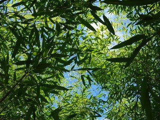 Upward view from Phyllostachys bamboo foliage to spring blue skies