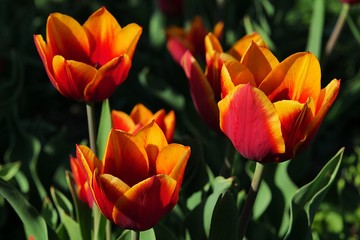 Bicolored orange to yellow tulip flowers of Kees Nellis kind in afternoon sunshine