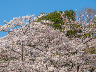 公園の桜の木々