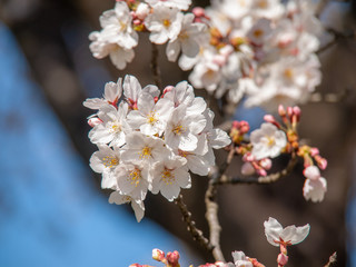 桜の花_1