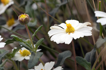  Wild plant Blackfoot Daisy, Rock Daisy, Plains Blackfoot,  Arnica
