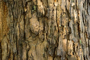 The bark of the tree has beautiful patterns.
