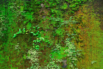 Lichens occur in wall