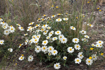  Wild plant Blackfoot Daisy, Rock Daisy, Plains Blackfoot,  Arnica