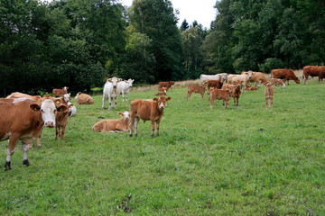 Bull calfs on a mountain pasture