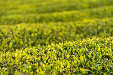 Obraz premium お茶の葉