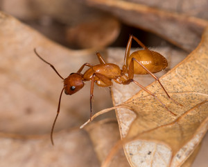 Macro photograph of a Camponotus (Carpenter) ant crawling on leaf