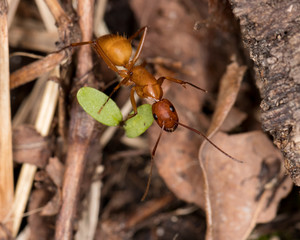 Macro photograph of a Camponotus (Carpenter) ant crawling on leaf