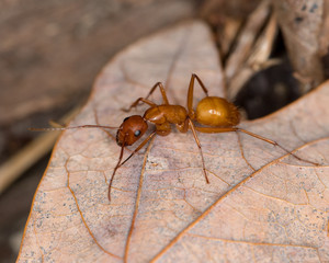 Macro photograph of a Camponotus (Carpenter) ant crawling on leaf