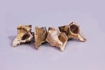 oyster on the white surface with white background