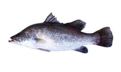 Snapper fish isolate on white background with clipping path..