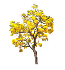 Golden yellow flower blossom tree , tabebuia tree  isolatedon white background .
